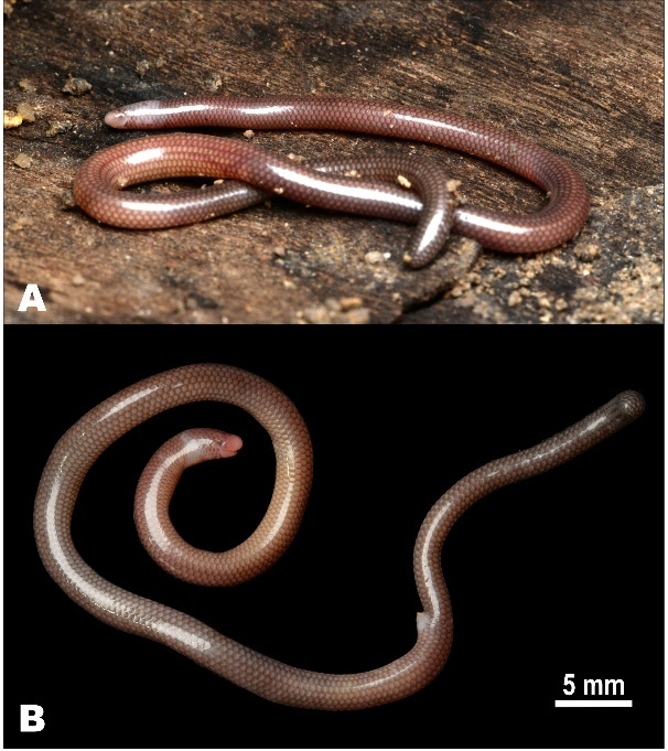 Thằn lằn giun Núi Chúa (Dibamus tropcentr) một loài mới từ vùng nóng và khô hạn nhất Việt Nam